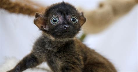 Say What Human Baby Brains Are Wired To Hear The Call Of The Lemur