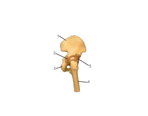 Hip Coxofemoral Joint Lateral View Quiz