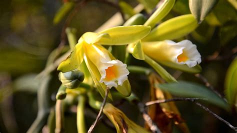How To Plant Grow And Care For Vanilla Orchids