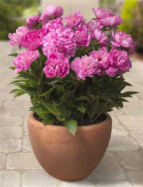 When Is The Best Time To Repot Peonies The Best Time To Plant Peonies