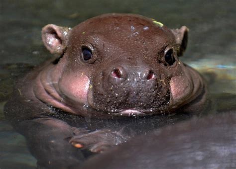 Dis Baby Hippo With Some Chubs Raww