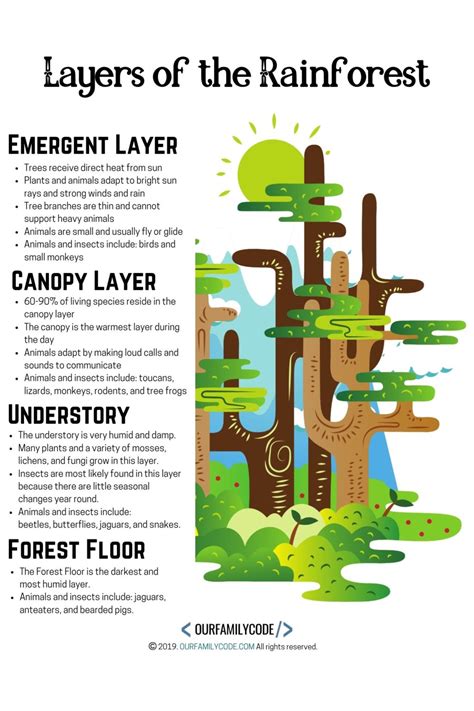 Rainforest Layer Worksheet