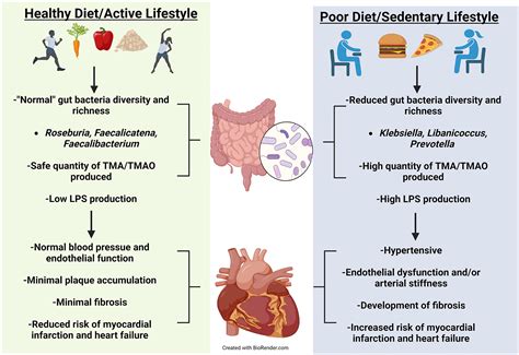 The Interplay Between Cardiovascular Disease Exercise And The Gut