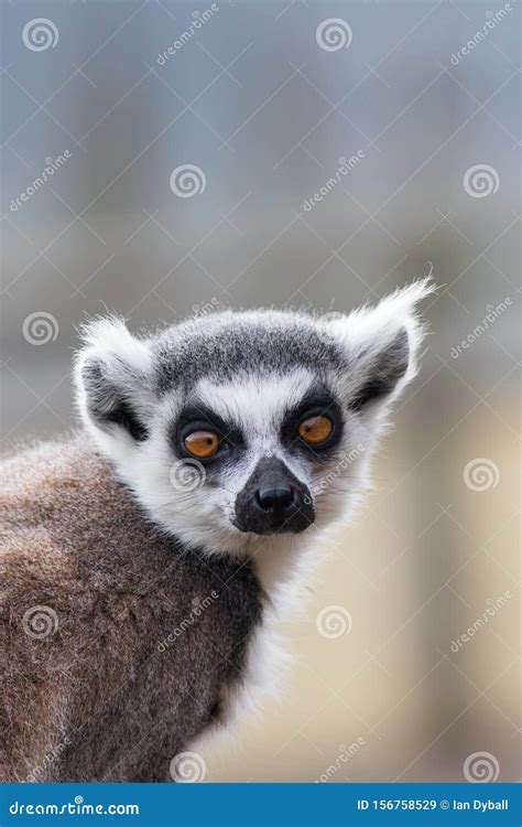 Cross Eyed Lemur Face Funny Animal Meme Image Stock Image Image Of