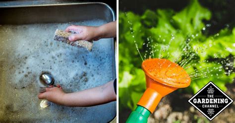 Using Dishwater To Water Plants Which Greywater Is Safe In The Garden