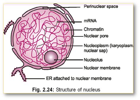 In An Animal Cell What Does The Nucleus Do Quora