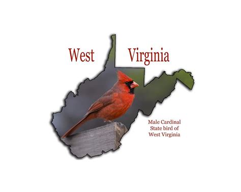 State Bird Of West Virginia The Male Cardinal Photograph By Daniel