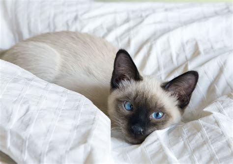 Today, siamese with and without crossed the crossed eyes of the siamese cat developed naturally to compensate for a genetic flaw in their eye structure. 8 Cute Pictures of Siamese Cats