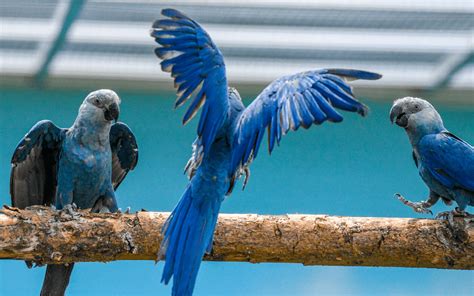 Blue Macaw Guide Beautiful Blue Bird On The Brink Of Extinction