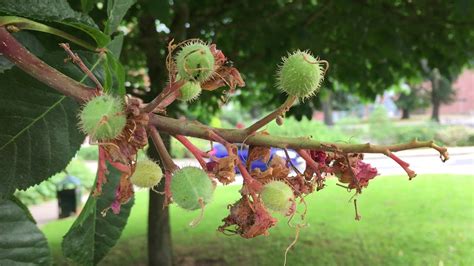 Red Horse Chestnut Aesculus X Carnea Young Fruit