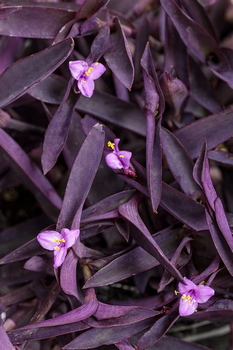 Proven Accents® Purple Queen Purple Spiderwort Tradescantia