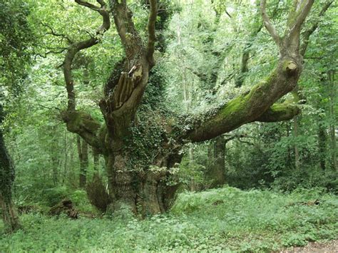 Beenthere Donethat Savernake Forest Marlborough Wiltshire