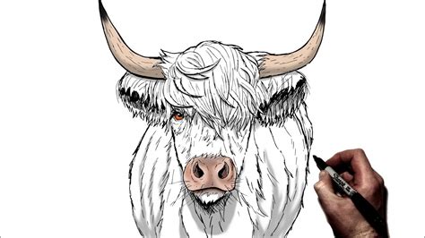 How To Draw A Highland Cow Step By Step Youtube
