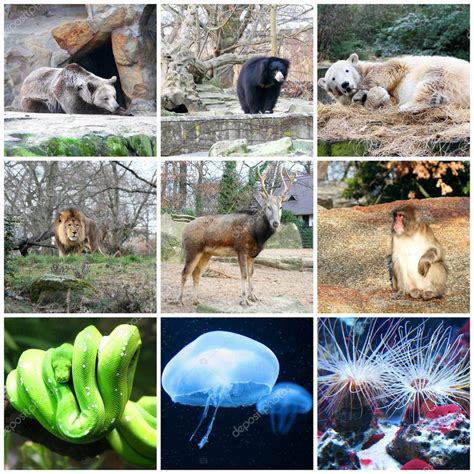 Collage De Diferentes Animales En Zoológico De Berlín Alemania — Foto