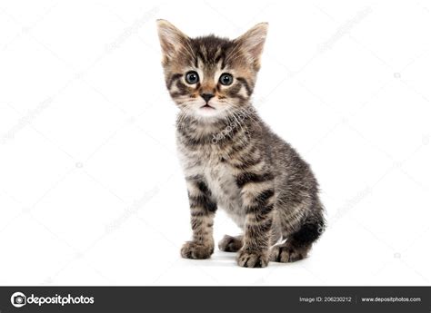 Cute Baby Tabby Cats