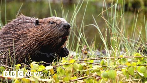 Beaver Release Ban Depleting Existing Population Bbc News
