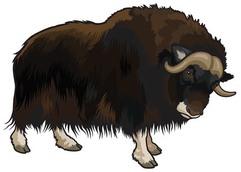 Bison clipart female buffalo, Picture #104519 bison clipart female buffalo