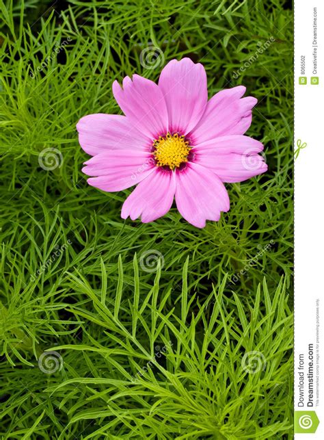 Pink Cosmos Flower Stock Photo Image Of Nature Flora 8065502