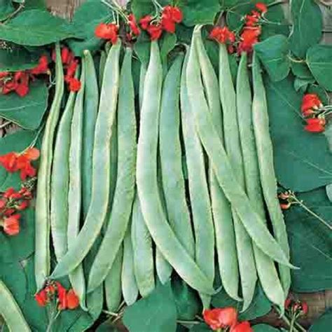 Scarlet Runner Pole Bean Bean Seeds Rh Shumways Company