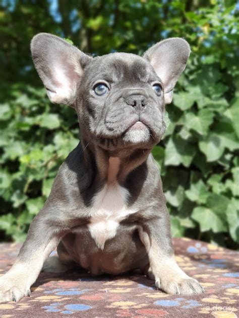 May be eligible for a larger amount based on their 2020 tax return. Französische Bulldogge Rüde Welpe (bis 3 Monate) blue and tan