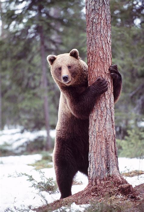 Brown Bear Hugging Tree Photograph By John Daniels Fine Art America