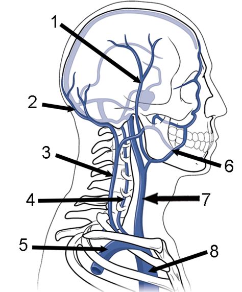 The external jugular vein (latin: Quiz: Veins of the Head and Neck