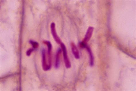 Two cells are beginning to divide, two nuclear membranes cells a and f show an early and late stage of the same phase of mitosis. The Stages of Mitosis and Cell Division