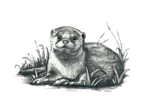 Pencil Drawing Of An Otter How Cute Pencil Art Animals Art