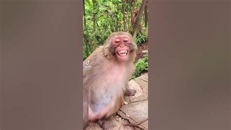 Monkey Smiling Mdrojaijane Monkey Laughing Monkey Funny Smile Monky
