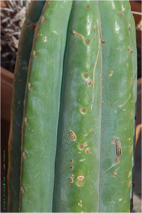 Ogunbodede´s Pachanoi Cacti And Succulents The Corroboree