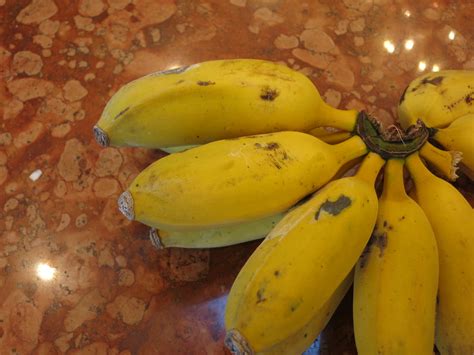 Dwarf Brazilian Banana Grown Outdoors In Northern Californ Flickr