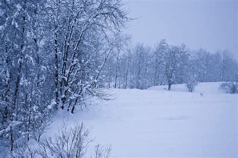 Rural Winter Scene Stock Photo Download Image Now Bush Cold