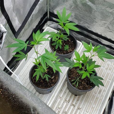 O Cannabis How To Grow Your Own Weed Outside