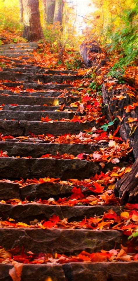 Autumn Steps Wallpaper By Blackjack24 Download On Zedge 51d6