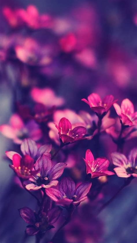 Purple Wildflowers Iphone 5s Wallpaper