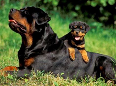 Divulgo E Compartilho Aprenda Como Cuidar De Um Rottweiler