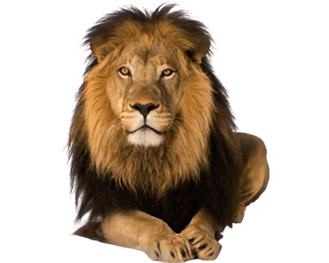 Animals Png 2018 New Collection For Editing Picsart and Photoshop
