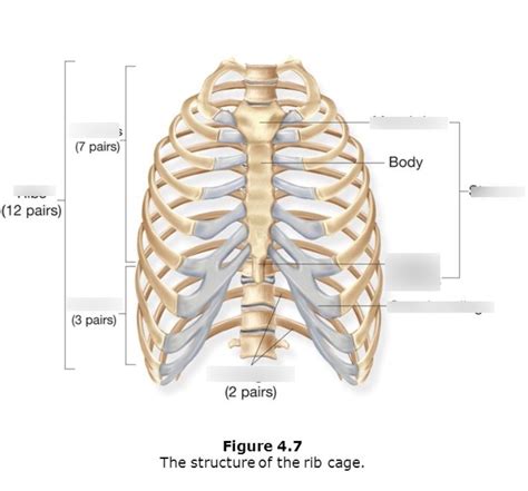 Such segmentation of the rib cage allows motion to take place, especially bending to the right or left. Rib Cage Diagram : The Finite Element Model Of The Human ...