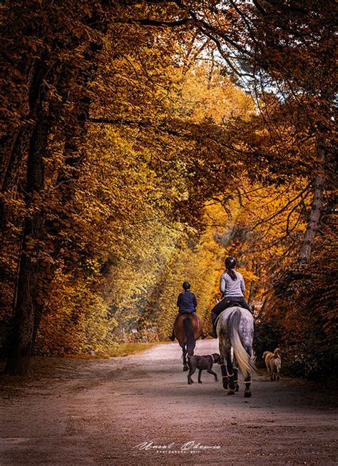 Autumn Leaves 4 Autumn Leaves Horse Aesthetic Horse Photography