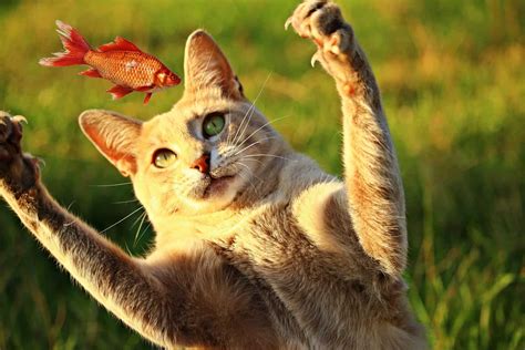 Daraufhin mit weißwein ablöschen und die hähnchenkeulen 30. Die Katze auf dem Schoss und der Fisch in der Pfanne ...