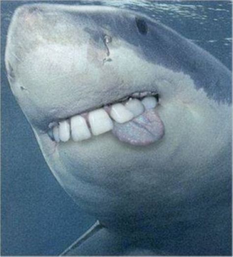 Sharks With Human Teeth 010 Funcage