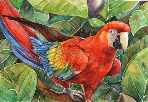 Scarlet Macaw By Thaomani On Deviantart