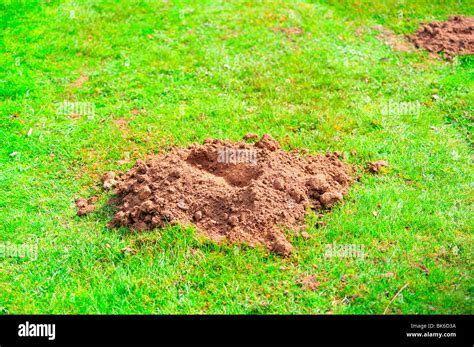 Soil Mound Lawn Hi Res Stock Photography And Images Alamy
