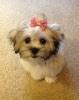 shichon information pictures reviews  qa greatdogsitecom