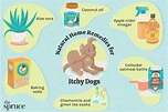 7 Home Remedies for Itchy Dog Skin