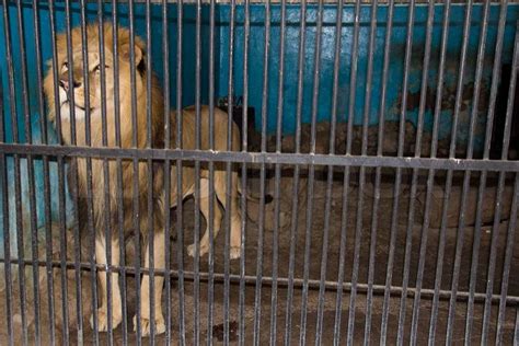 Lion Behind The Bars At The Zoo Stock Photo Colourbox