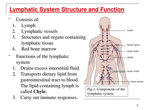 Ppt The Lymphatic System Powerpoint Presentation Free Download Id375625
