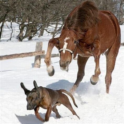 10 Adorable Pictures Of Dogs And Horses Horse Nation