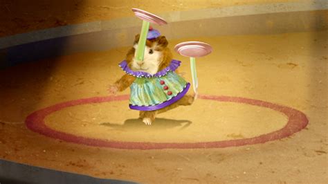 Watch Wonder Pets Season 2 Episode 14 Join The Circus Full Show On