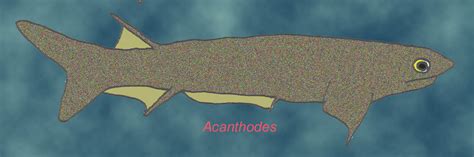 Acanthodians Pre Historic Life